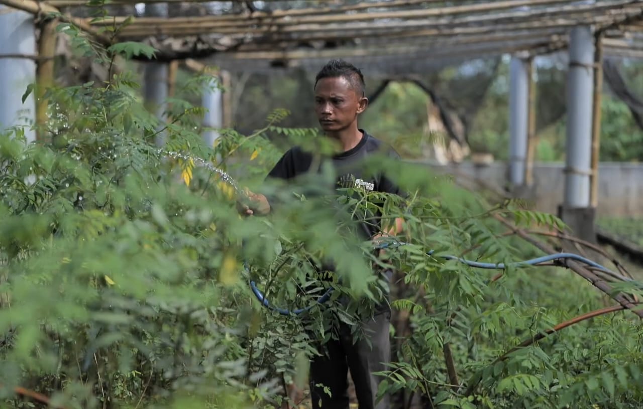 Ubah Lahan Kritis Jadi Hijau dan Produktif, PLN Kembangkan Ekosistem Biomassa Berbasis Pertanian Terpadu