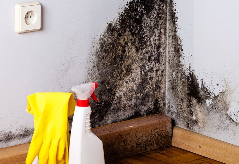 Langkah Membersihkan Jamur di Dinding Pakai Cuka Putih, Efektif Berkat Kandungan Asam