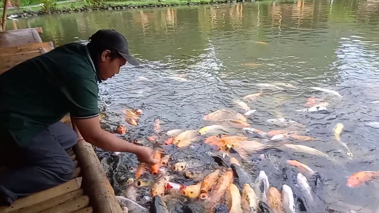 Jutaan Ikan di Kolam Gubug Makan Mang Engking Sebroyot Hiasi Liburan Lebaran