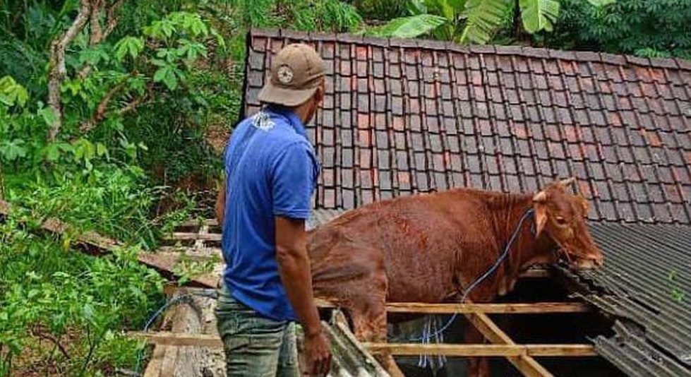  Unik Sapi Nyeleneh Bertengger di Atap Rumah Warga!