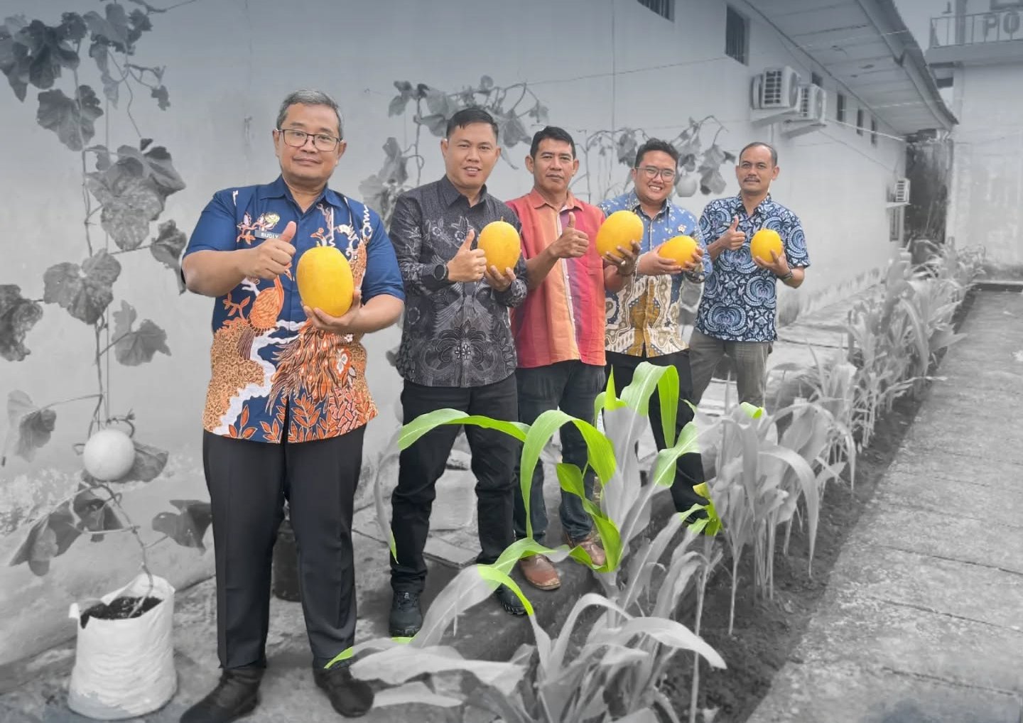 Panen Melon di Lapas Lubuk Linggau, Warga Binaan Isi Waktu dengan Kegiatan Positif