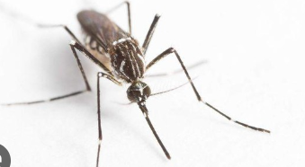 Membongkar Mitos 4 Warna Cat Dinding Rumah yang Mengundang Nyamuk, Sering Banget Dipakai di Teras