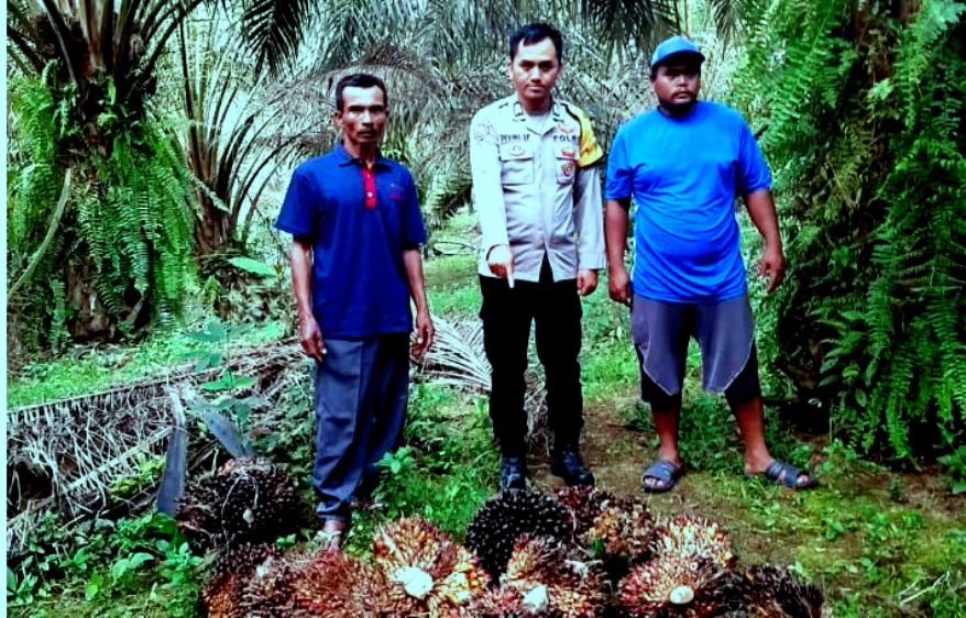 Kepergok Curi Kelapa Sawit di Jajaran Baru II Musi Rawas, Satu Berhasil Ditangkap, Satu Masih Jadi Buronan