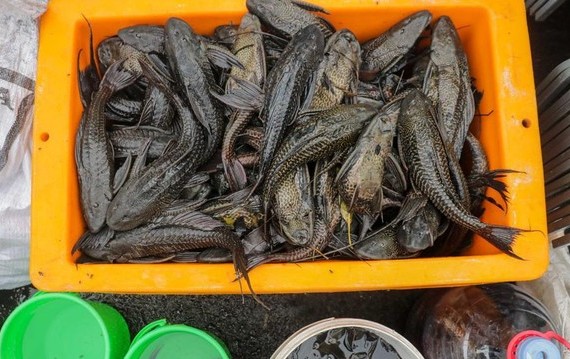 Jangan Sembarangan Konsumsi! Ikan Sapu-Sapu Diduga Berisiko bagi Kesehatan Otak