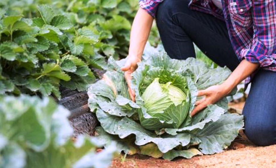 Bisnis Usaha Kebun Sayuran Butuh Modal Berapa? Pemula Harus Tahu!