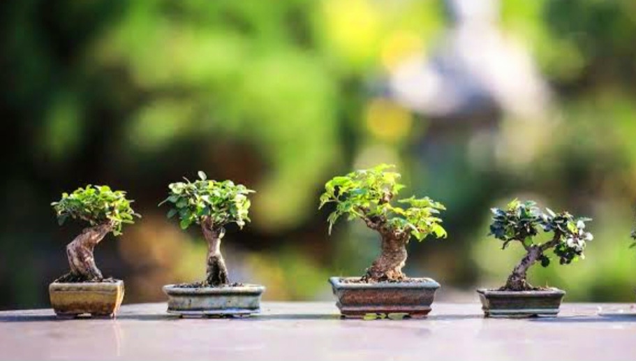 7 Tips Merawat Tanaman Bonsai agar Menghasilkan Bisnis yang Menguntungkan