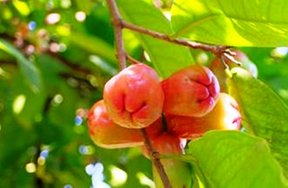 4 Cara Membasmi Ulat pada Pohon Jambu Air dengan Ampuh, Petani Buah Wajib Tahu!  