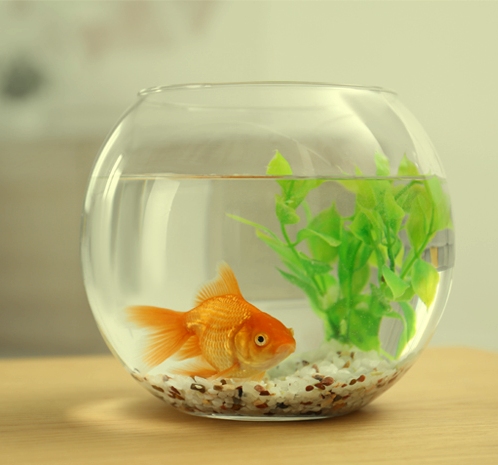 Bukan Sekadar Hobi, Ini Manfaat Memelihara Ikan di Rumah untuk Hati dan Pikiran