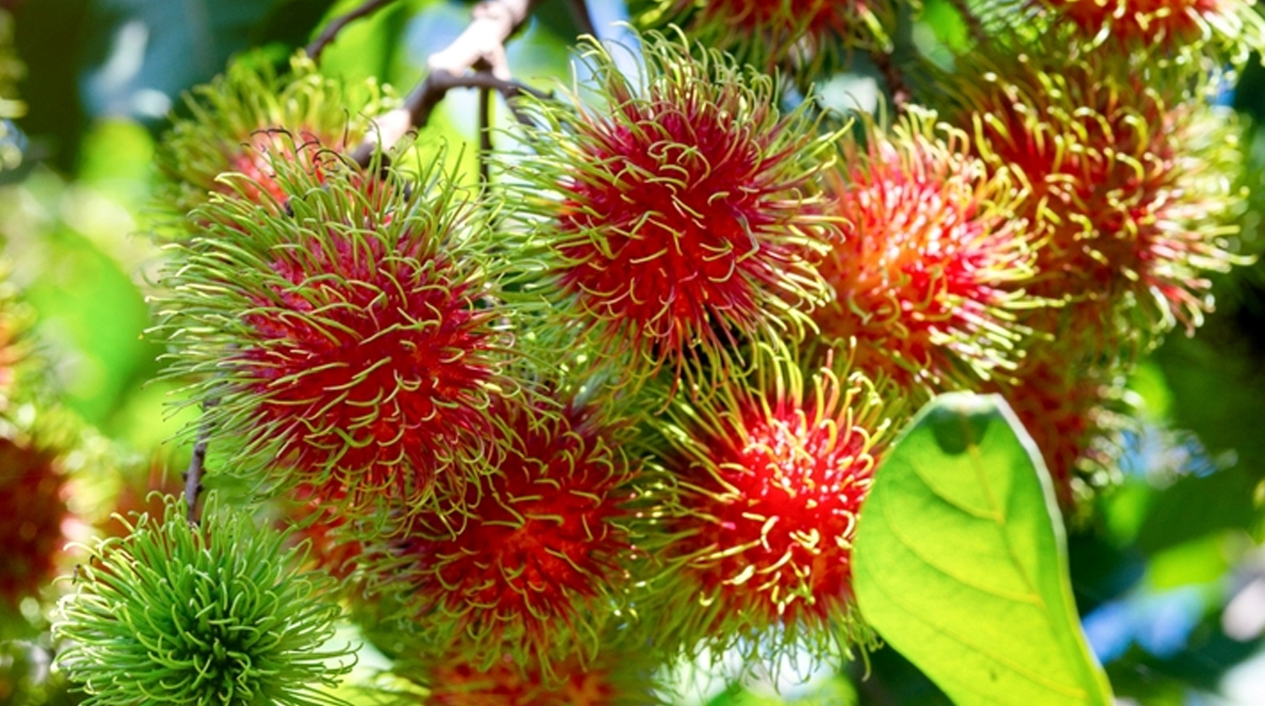 Cara Memilih Buah Rambutan yang Manis dan Bagus