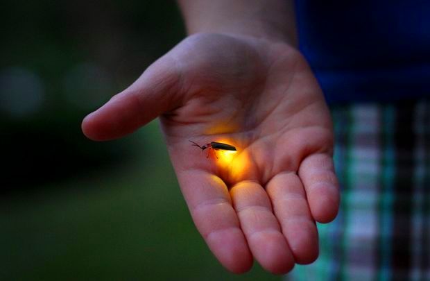 Benarkah Kita Generasi Terakhir yang Bisa Melihat Kunang-kunang? Ini Kata Para Ahli