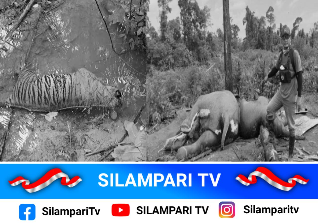 Harimau Sumatera dan Induk-Anak Gajah Ditemukan Mati di Bengkulu