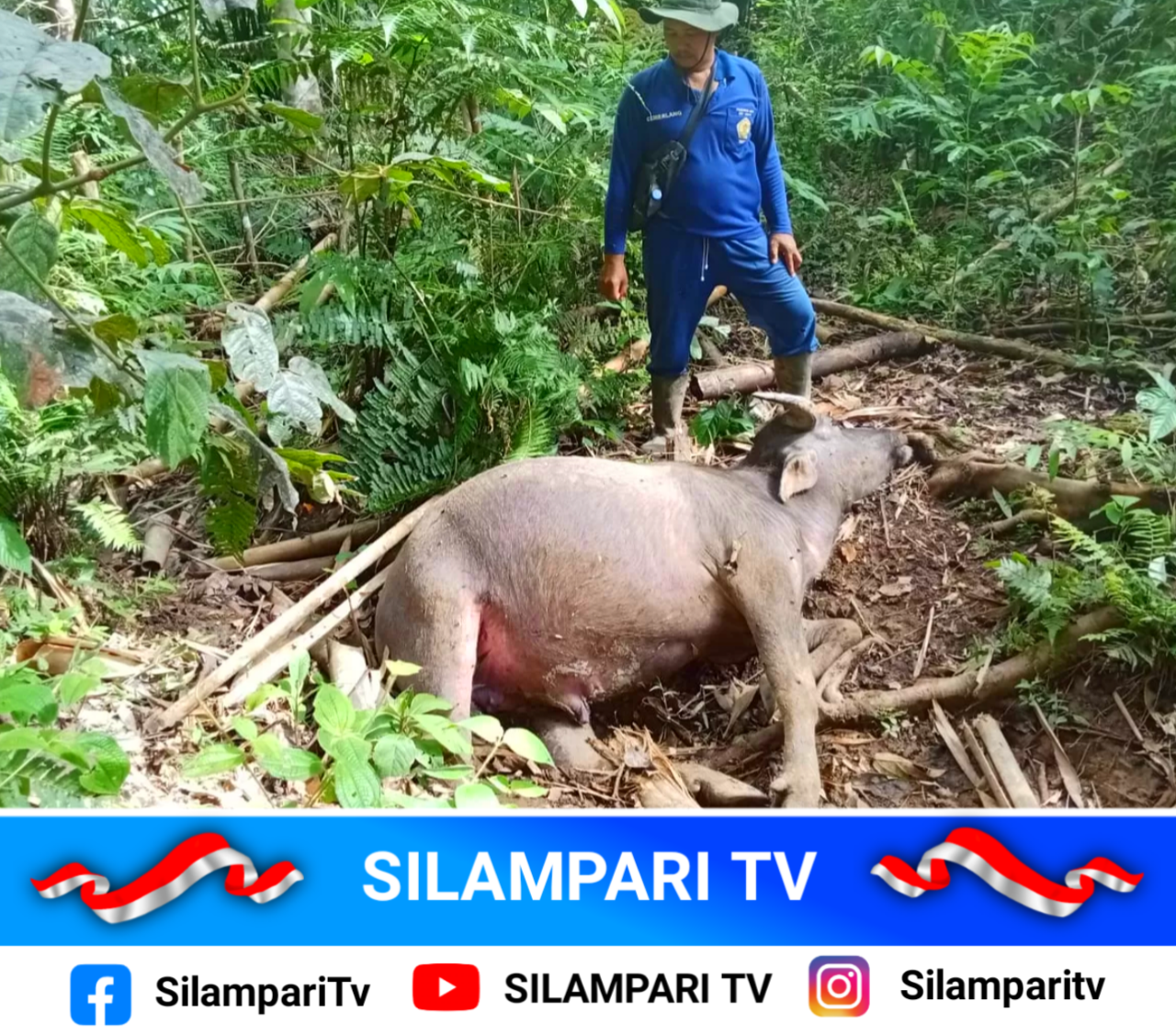 Serangan Harimau Berulang, Warga Muratara Hidup dalam Ketakutan