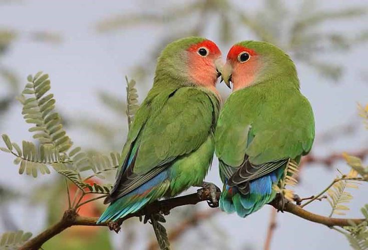 5 Fakta Menarik dari Lovebird, Burung yang Menjadi Simbol Cinta!