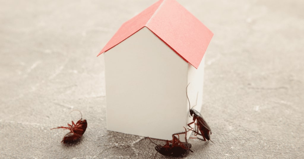 7 Cara Efektif Mencegah Hama Masuk ke Rumah, Nomor 3 Sering Diabaikan!