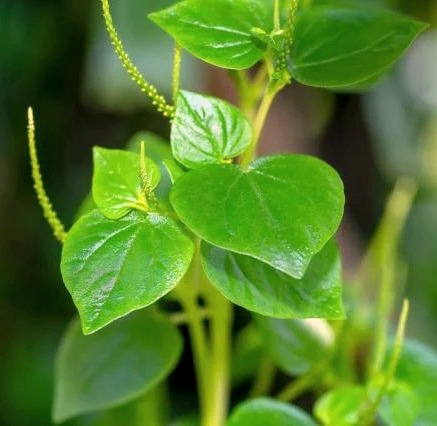 Manfaat Daun Sirih Cina untuk Kesehatan, dari Kulit hingga Tekanan Darah