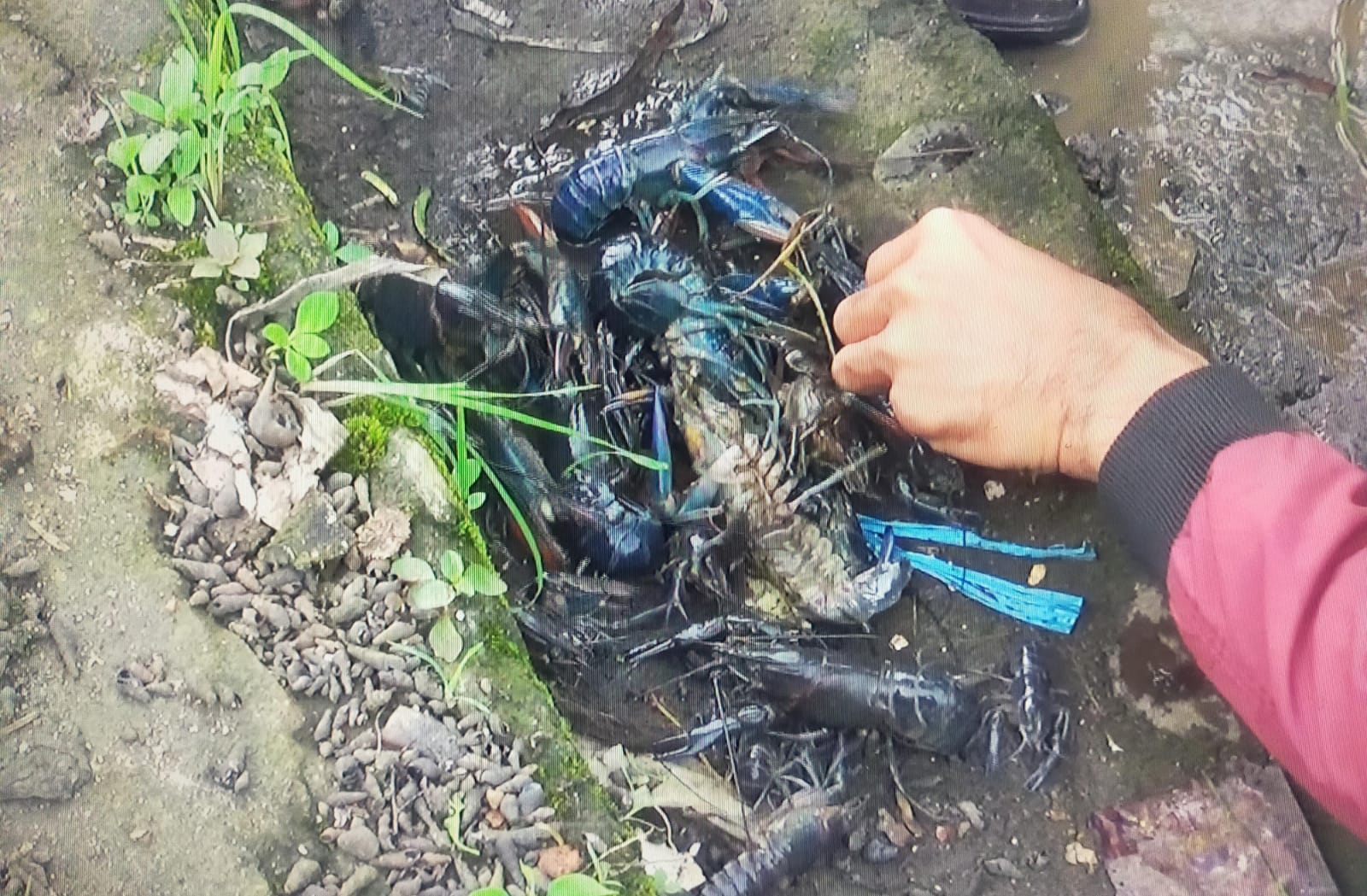 Antusias Warga Tugumulyo Mencari Lobster di Irigasi F. Trikoyo