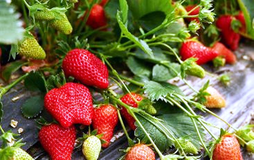 Rekomendasi Wisata Kebun Strawberry Terdekat di Sumsel