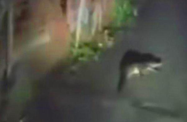 Heboh! Buaya Naik ke Jalan di 13 Ulu Palembang, Warga Panik dan Minta BKSDA Bertindak