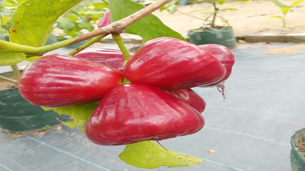 Raup Piti 90 Juta! Ini 8 Tips Menanam Jambu Air Dalam Pot Cepat Berbuah