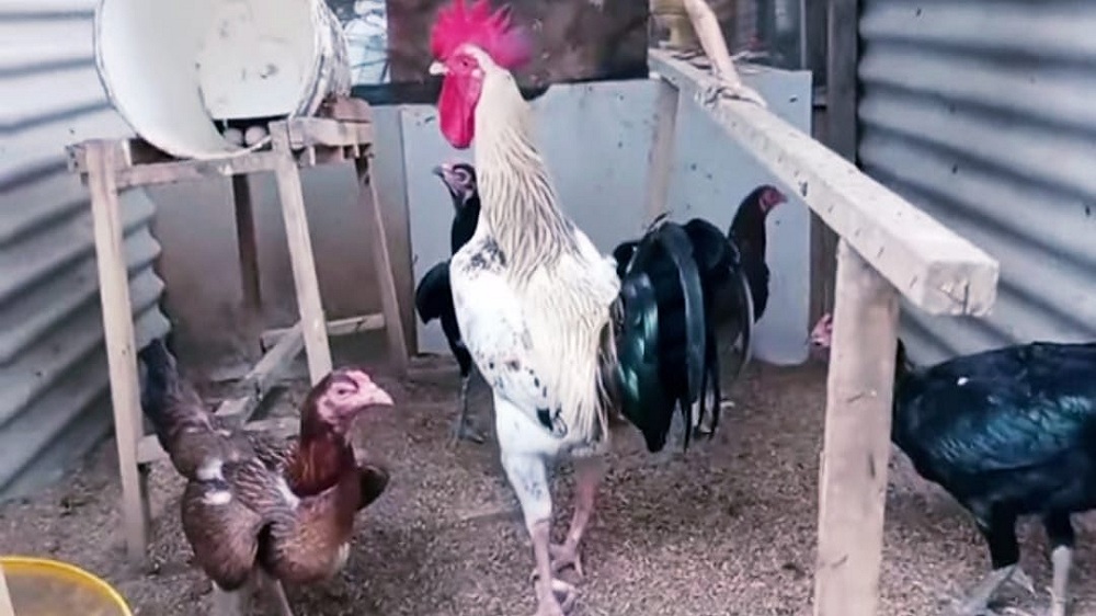 Cara Mudah Memelihara Ayam KUB Bagi Pemula Skala Rumahan