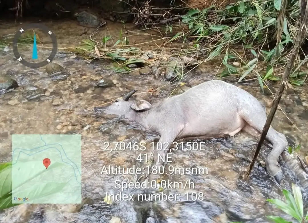 Teror Harimau di Muratara, 17 Kerbau Jadi Mangsa dan Warga Ketakutan ke Kebun