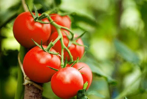 Tomat: Sayur atau Buah? Mengungkap Misteri Nutrisi dari Tanaman Serbaguna