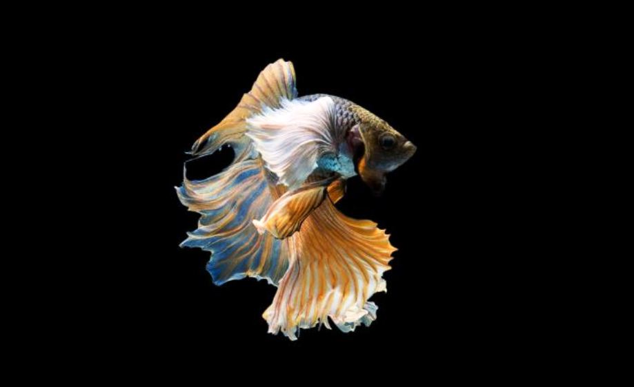 Rekomendasi Ikan Hias yang Dapat Dipelihara di Aquarium Mini