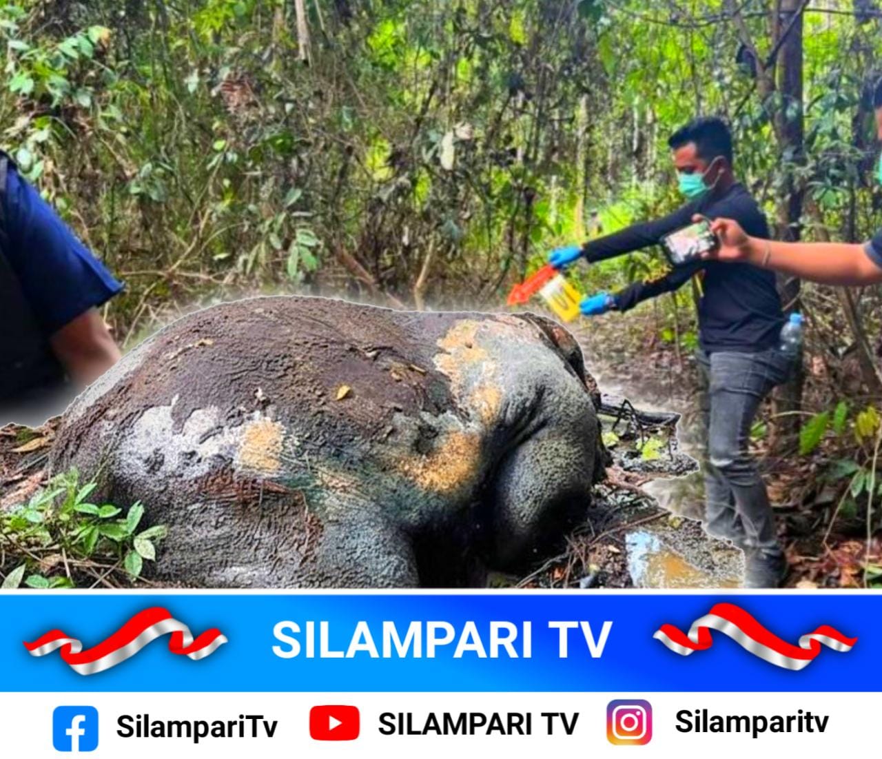 Kasus Gajah Sumatera Mati Tanpa Kepala di Pelalawan Terkuak dari Bau Menyengat