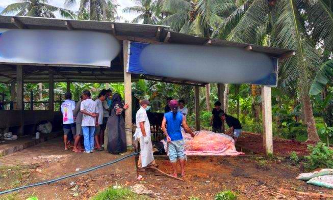 Seekor sapi kurban yang disiapkan oleh Presiden Terpilih Prabowo Subianto untuk masyarakat Sulawesi Barat