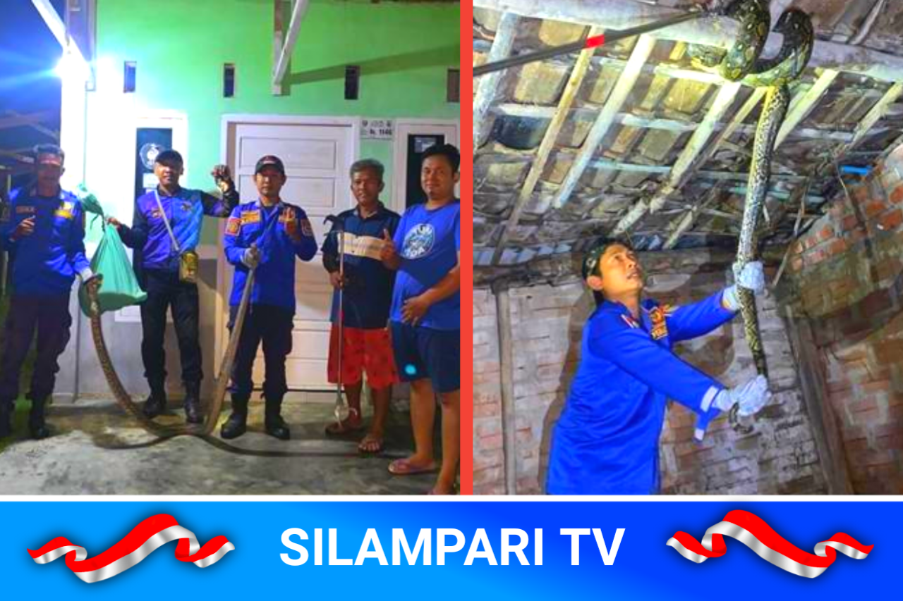 Dua Ular Sanca Jumbo Gegerkan Warga Musi Rawas, Nyaris Santap Bebek Ternak.