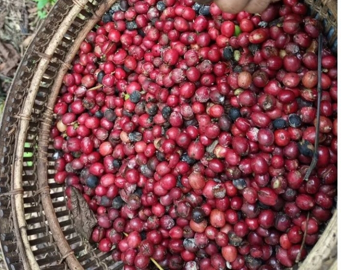 Harga Kopi di Pagar Alam Melonjak, Tembus Rp72 Ribu per Kilogram