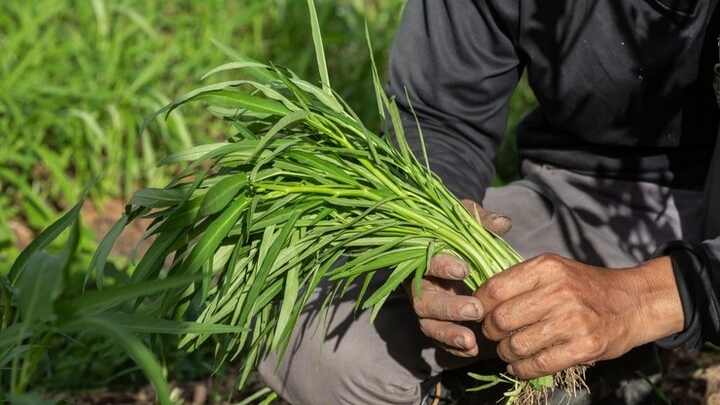 Isi Agenda Puasa dengan Bercocok Tanam Kangkung, Raup Cuan Menguntungkan