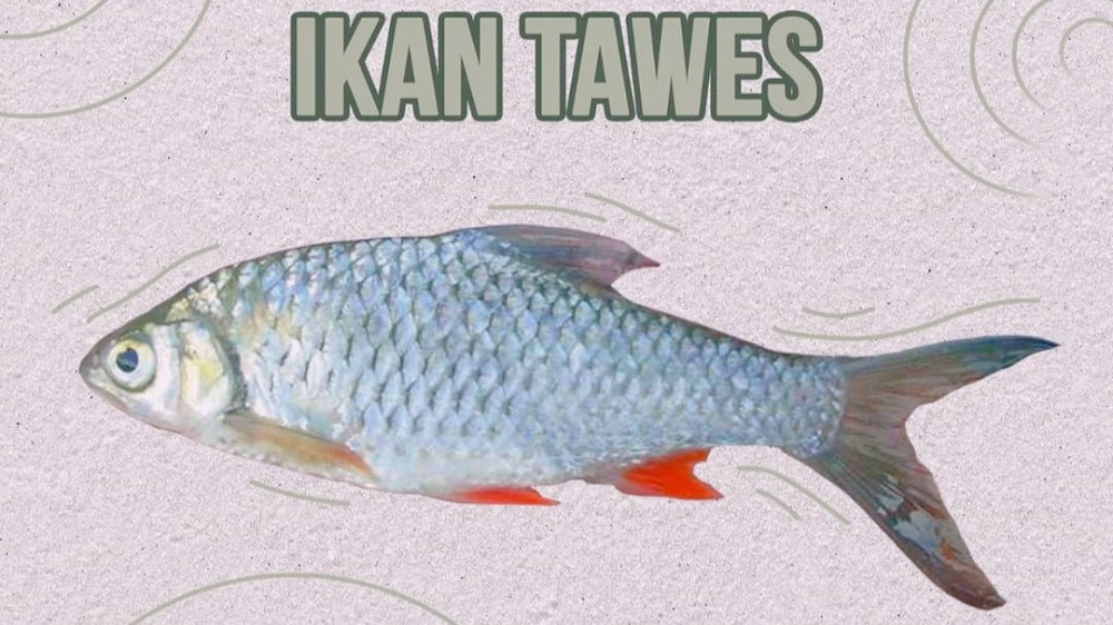 Ini Cara Budidaya Ikan Tawes di Kolam Terpal