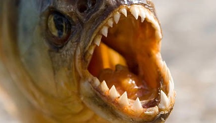 Apa Makanan Ikan Piranha yang Sebenarnya ?