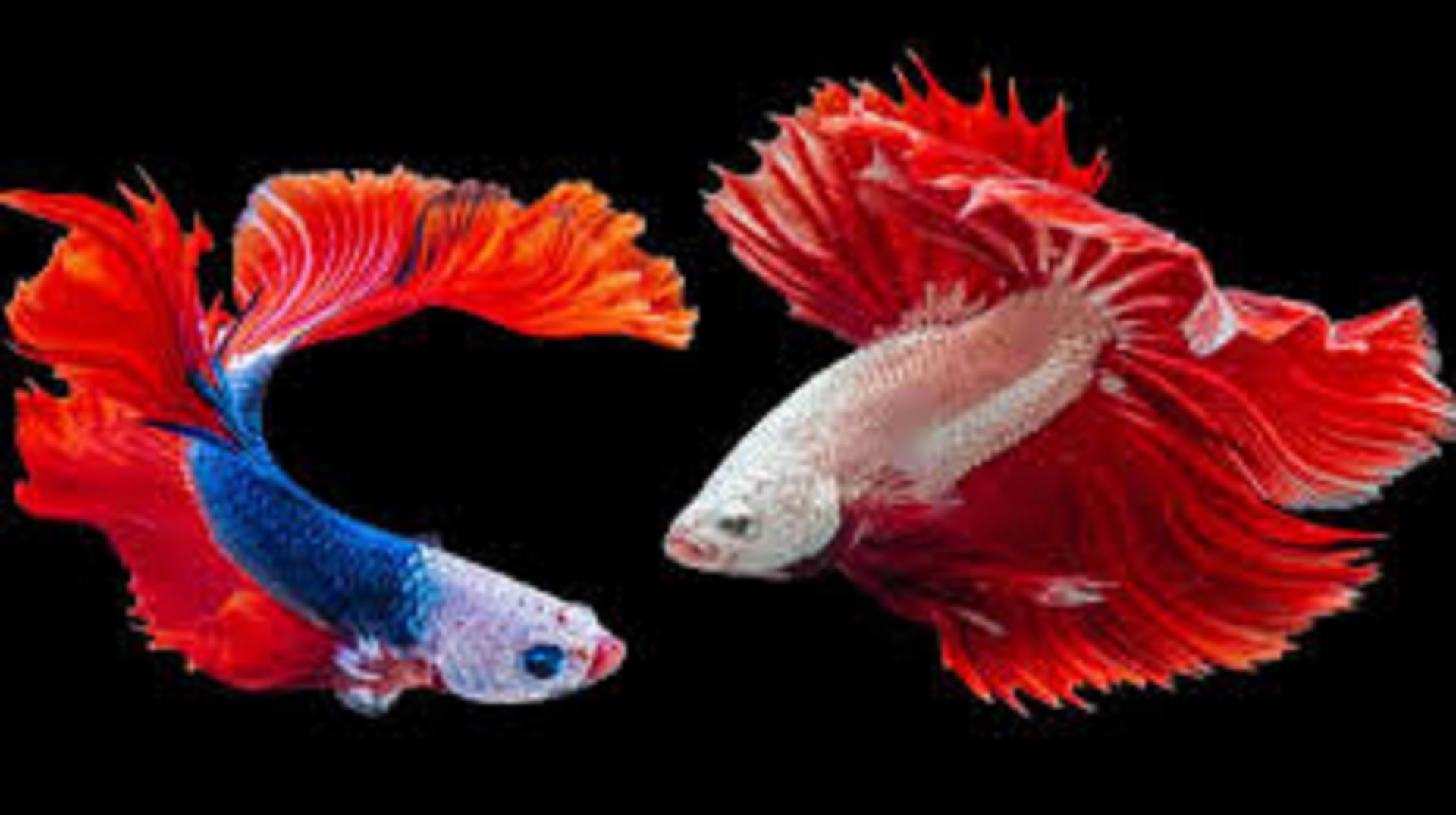 Ini Dia 5 Jenis Ikan Hias yang cocok di Akuarium dan Cara merawatnya