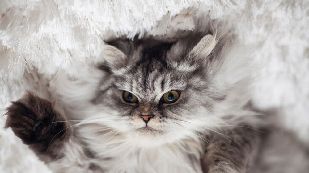 Cara Merawat Bulu Kucing Agar Tetap Sehat dan Indah