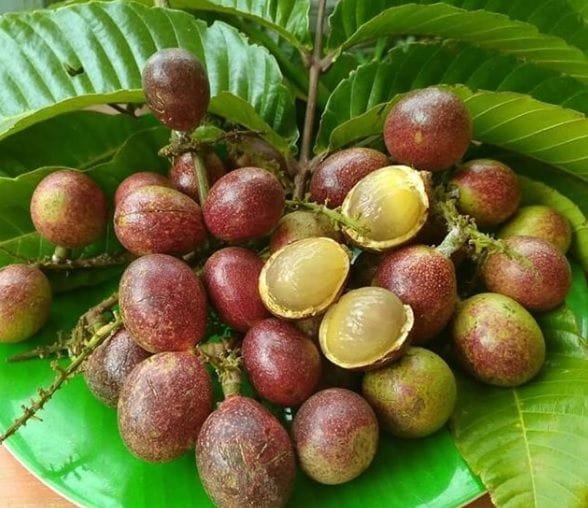 Mengenal Buah Matoa yang Unik dan Manfaatnya