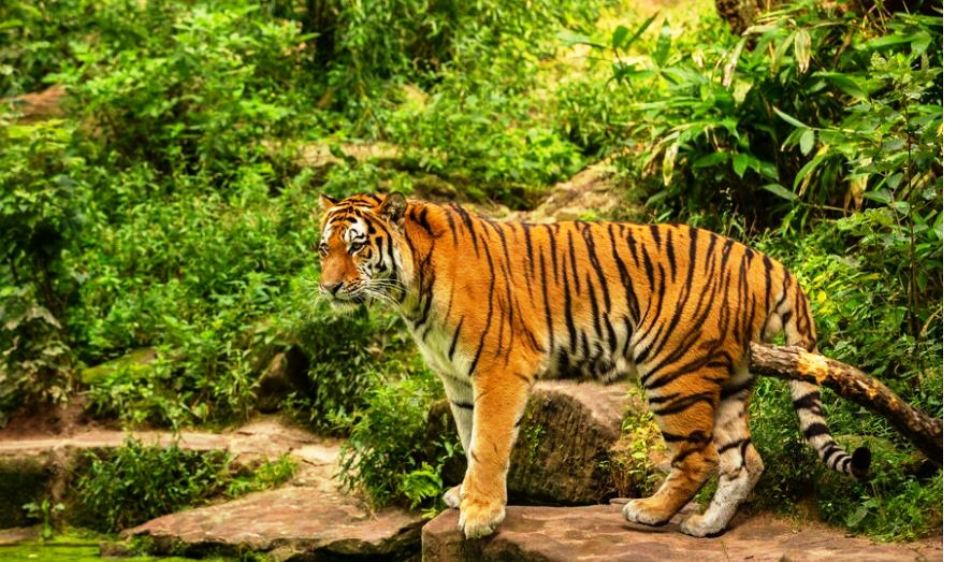 Waspada! Harimau Sumatera Belum Tertangkap, Warga Diimbau Memakai Topi Terbalik