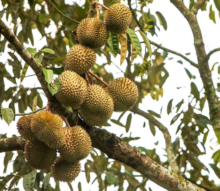 Musang King Jadi Simbol Kebanggaan, Malaysia Dorong Durian Jadi Buah Nasional