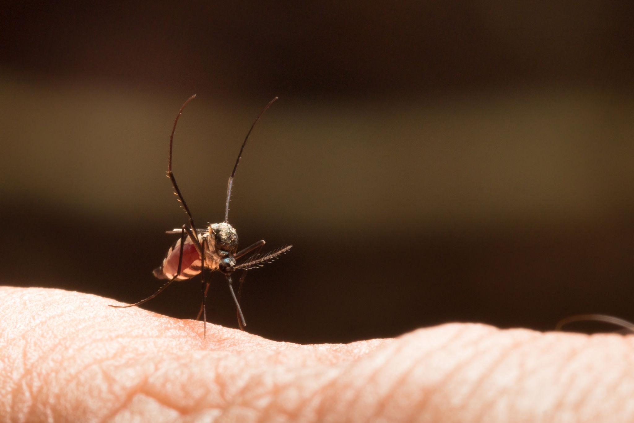 Kasus DBD di Sumsel Tembus 687, Empat Warga Dilaporkan Meninggal Dunia