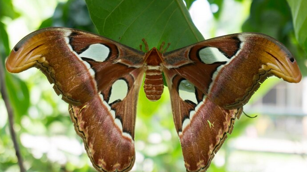 Mengenal Lebih Dekat: Kupu-kupu Raksasa