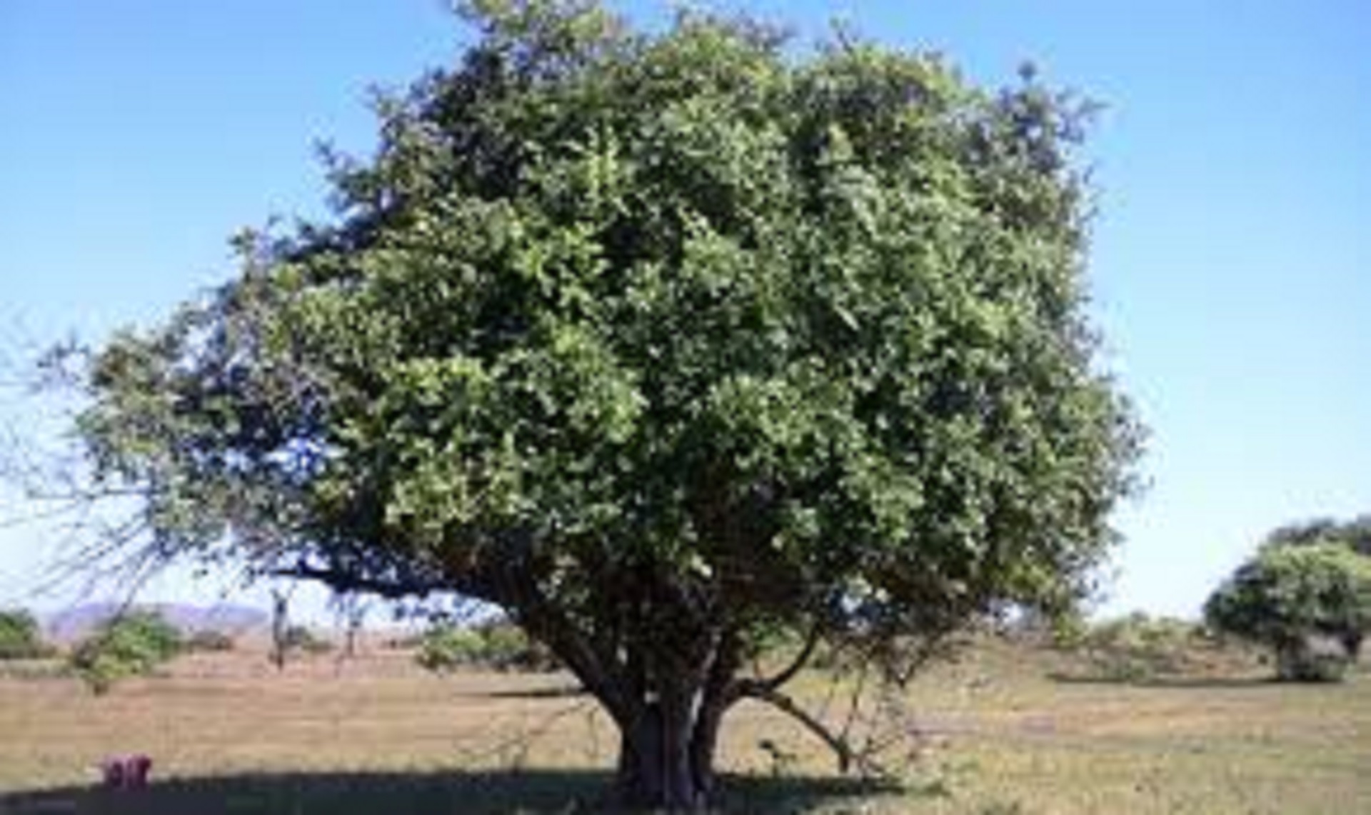 Pohon Bidara Sebagai Kekuatan Spiritual dan Nilai Ekologis