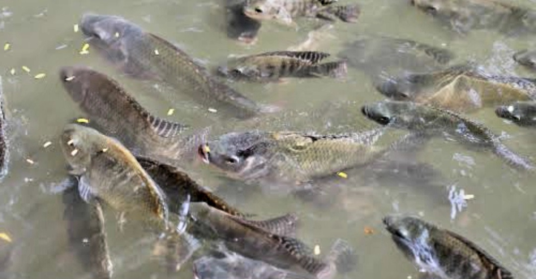 Pembudidaya Wajib Tahu: Berapa Kali Sehari Pemberian Pakan Ikan Nila?