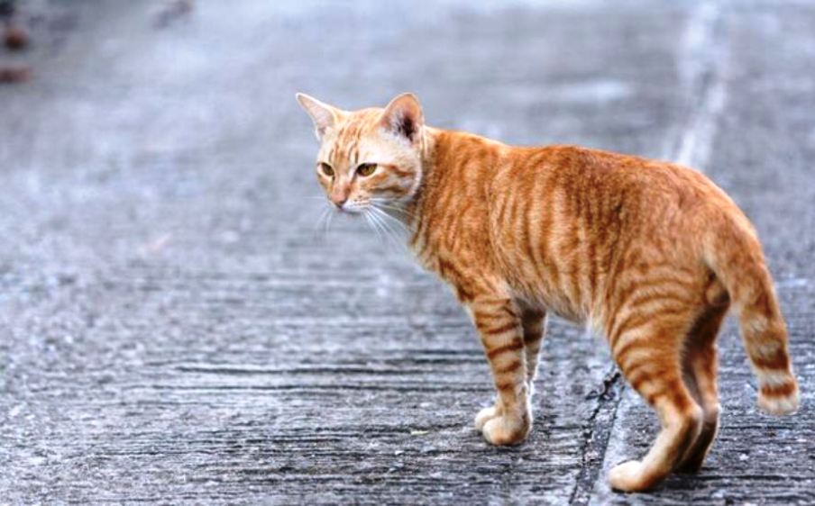 5 Hal yang Harus Diketahui Sebelum Mengadopsi Kucing Liar