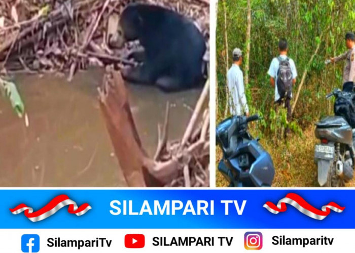 Diduga Beruang Hitam Muncul 2 Hari Berturut-turut di Muara Enim, Warga Diminta Waspada