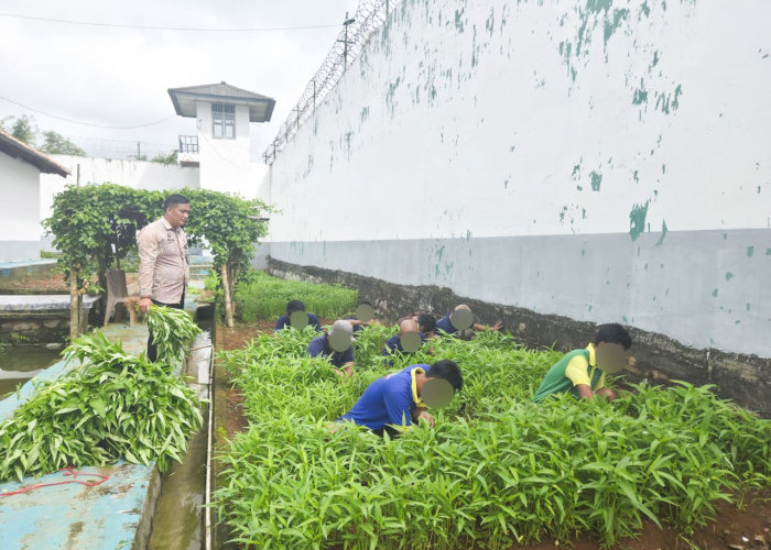 Hijaukan Pembinaan, Lapas Narkotika Kelas IIA Muara Beliti Sukses Panen Kangkung