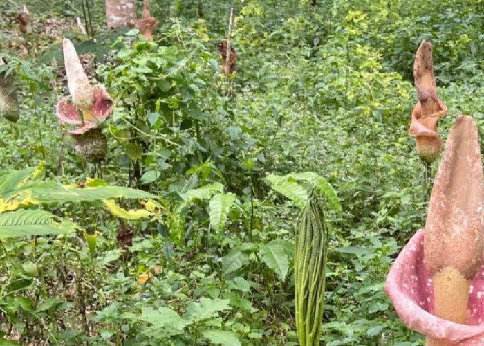 Menelusuri Jejak Tanaman Langka di Indonesia: Keberagaman Botani yang Mulai Terancam