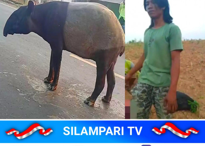 Tapir Dilindungi Diduga Dibunuh di Mesuji, BKSDA Turun Tangan Selidiki Kasusnya