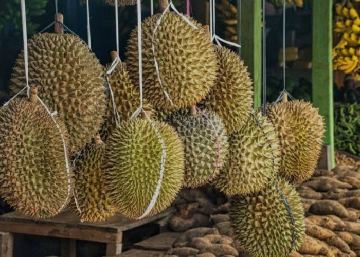 5 Kabupaten di Sumatera Selatan Penghasil Durian Terbesar, Adakah Kabupaten Mu? Yuk Cek!
