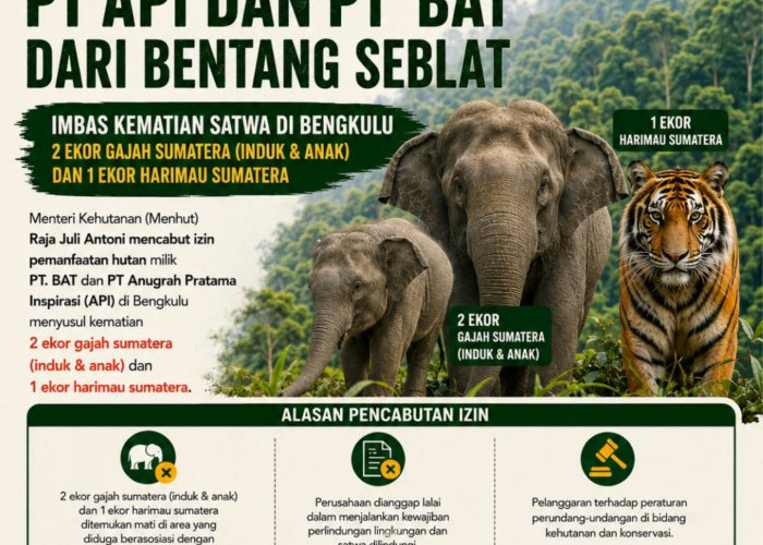 Bentang Seblat Diselamatkan: Izin PT. API dan PT. BAT Dicabut Demi Gajah dan Harimau Sumatera